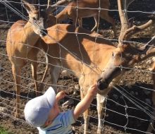 Feeding Deer